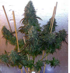 Motavation single seeds