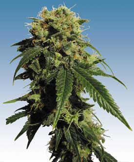 Mr Bubble marijuana seeds