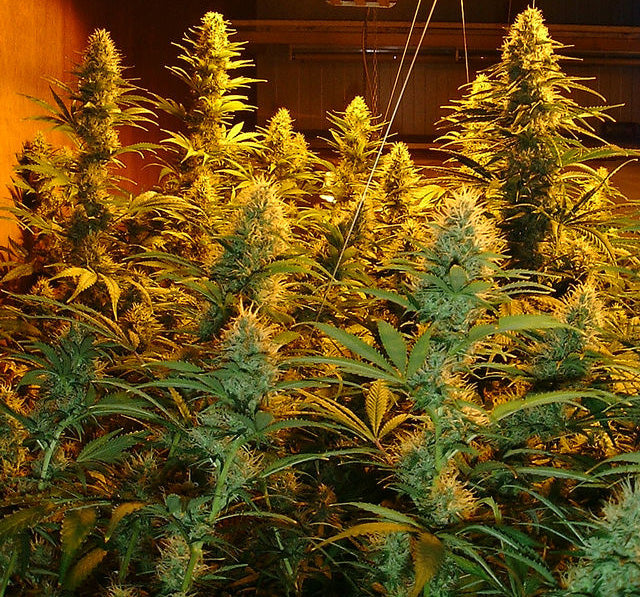 graines de marijuana momia
