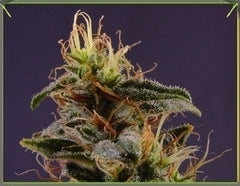 NYC Diesel single seeds