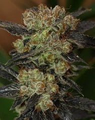 NY Purple Diesel single seeds