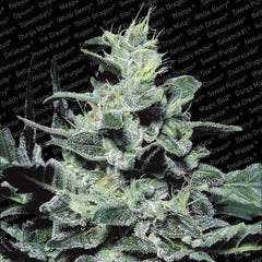 Nebula cannabis single seeds