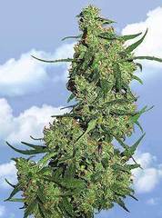 Nepal Kush single seeds