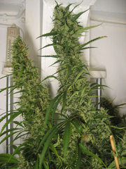 NevilleBerry single seeds