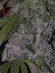 Neville`s Haze single seeds