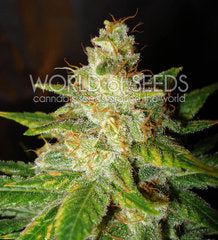 New York Special single seeds
