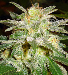 new york 47 cannabis seed