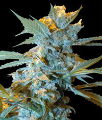 New York Special seeds