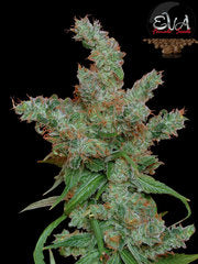 Nexus single seeds