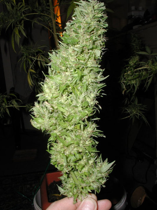 Niagara marijuana seeds