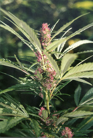 Niagara x shiva seeds