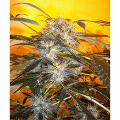 Nirvana Sky auto single seeds