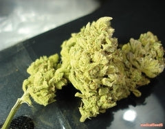 No Name single seeds