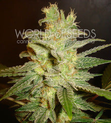 Northern Light x Big Bud single seeds