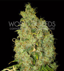 Northern Light x Skunk single seeds