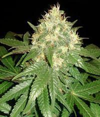 Northern Light x Big Bud seeds