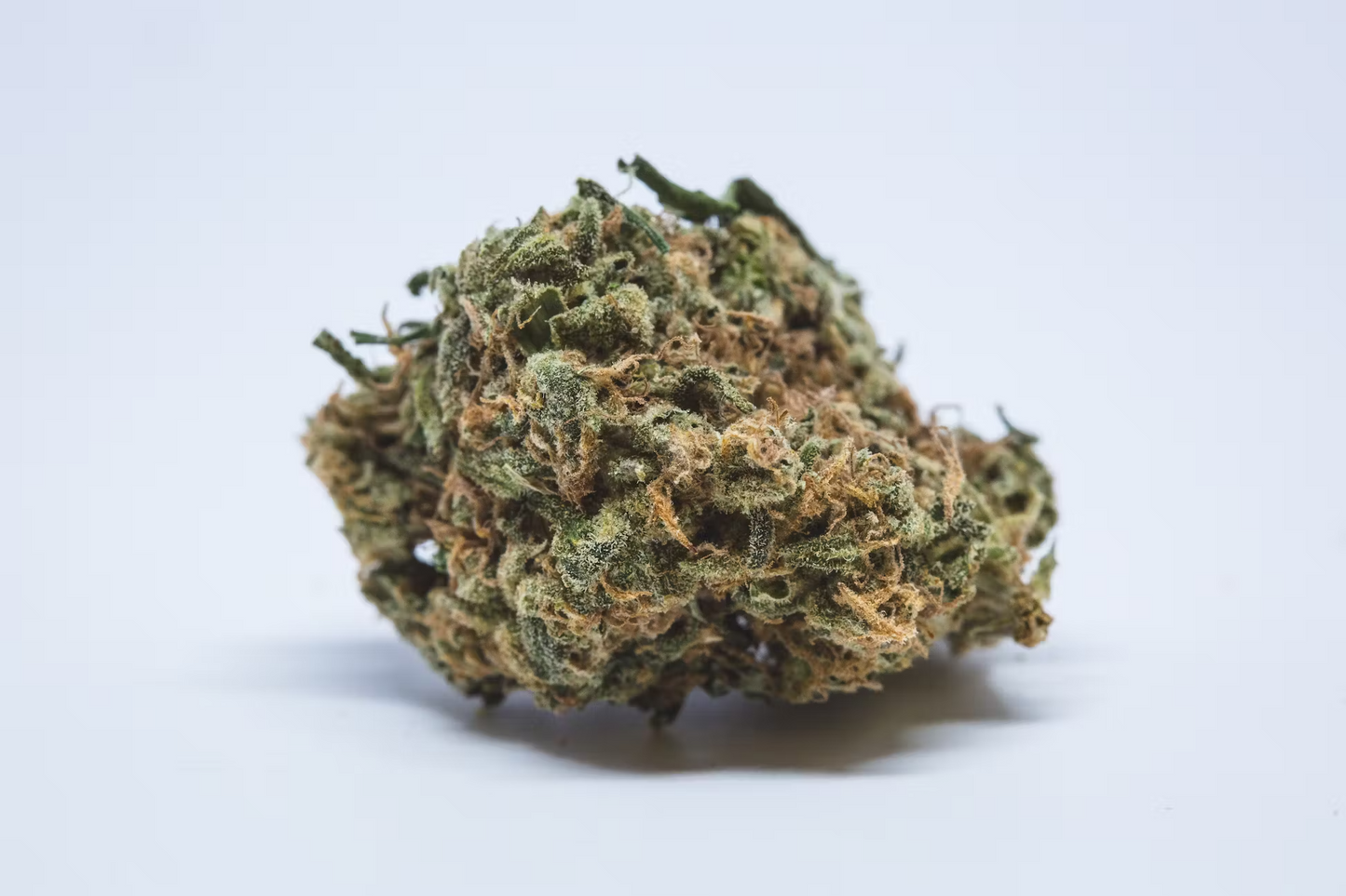 Northern Lights Marijuana Strain Pack of 10