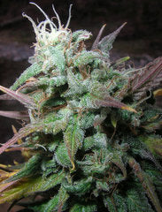 Northern Flame single seeds