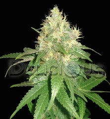 Northern Light Blue single seeds