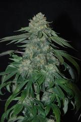 OG Kush reserva privada feminized single seeds