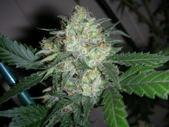 Sonic Fly marijuana seed