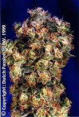 Oasis feminized single seeds