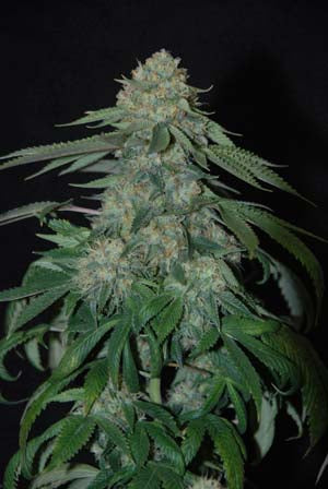 Obamma's mamma marijuana seeds