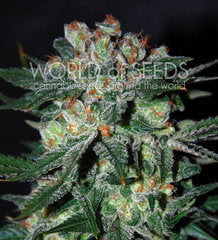 Obessision single seeds
