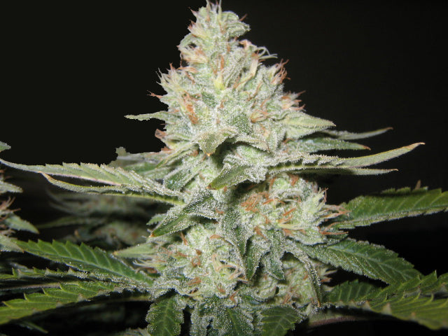 Ogre marijuana seeds