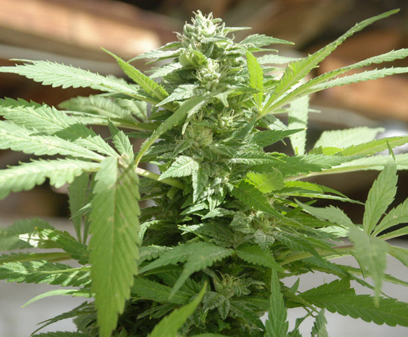 Oh Zone marijuana seeds