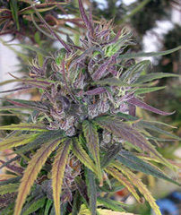 Oldtimers Haze single seeds