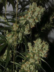 Oldtimes underground orginals single seeds