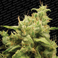 Opium single seeds