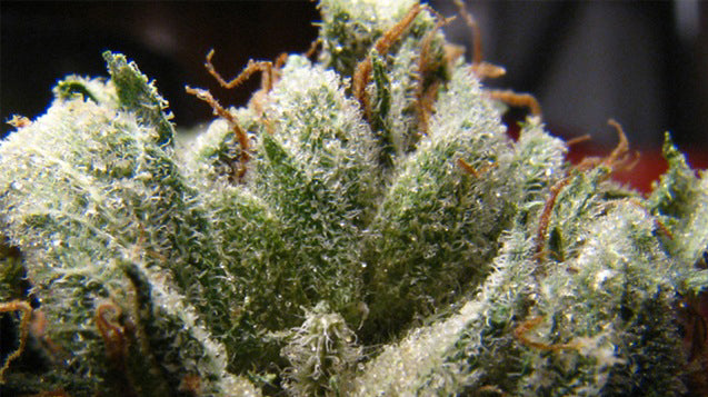 Optimus Prime marijuana seeds