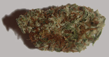 Orange creamsicle marijuana seeds