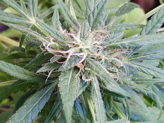 Orange peako cambodian seeds