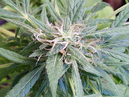 Orange peako cambodian seeds