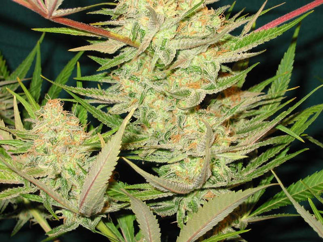 Orange apollo marijuana seeds