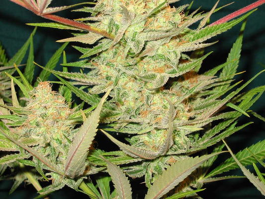 Orange apollo marijuana seeds