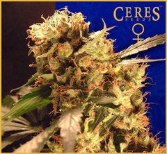 Orange Bud marijuana seeds