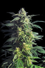 Orginal Berry single seeds