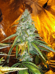 Orginal Sour Diesel single seeds