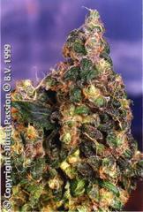 Orginal Flo single seeds