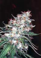 Orginal Misty single seeds