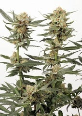 Ortega Indica single seeds
