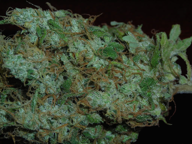 Outer space marijuana seeds