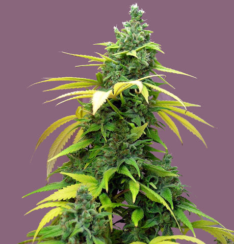 ozzy marijuana seeds