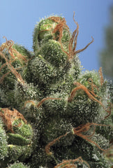 PG-13 marijuana seeds