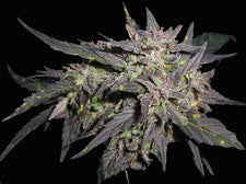 Purple Pineberry