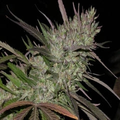 Pakistan Chitra Kush single seeds